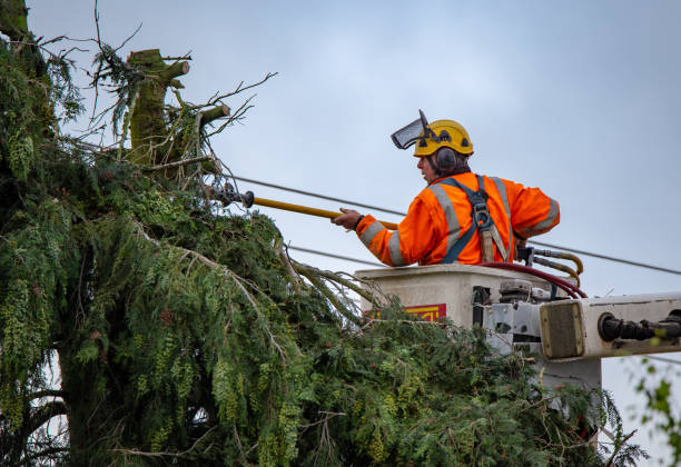 Trusted Green Valley, SD Tree Care Experts