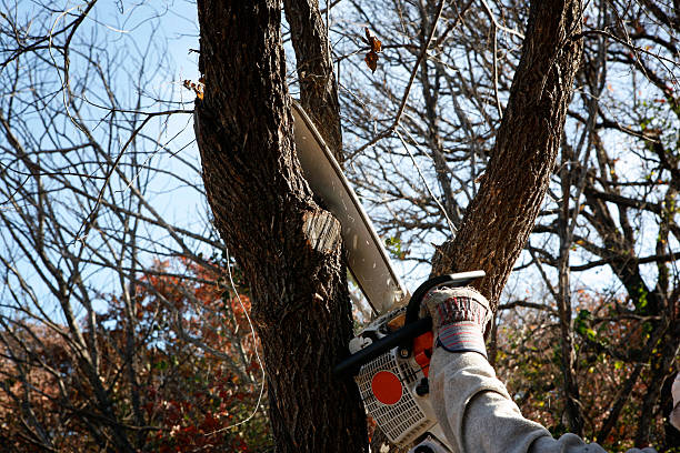 Best Root Management and Removal  in Green Valley, SD