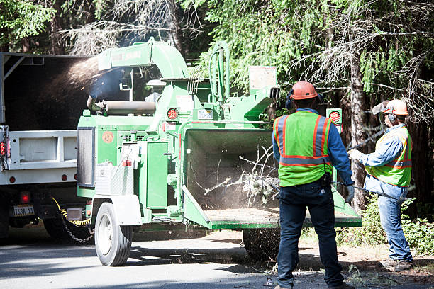 How Our Tree Care Process Works  in  Green Valley, SD